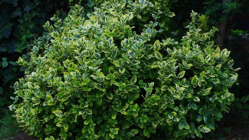 Что посадить в тени под забором: 7 культур, которые дадут урожай там, где ничего не растет