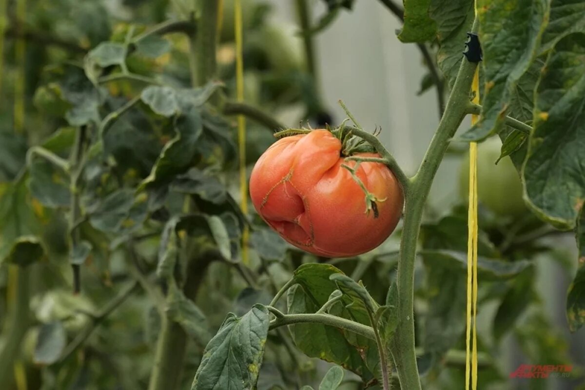    Более 1,4 млн га на наличие вредителей проверят в Рязанской области
