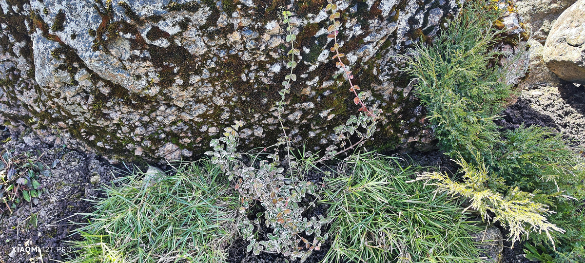 Бересклет и гвоздика в горке.