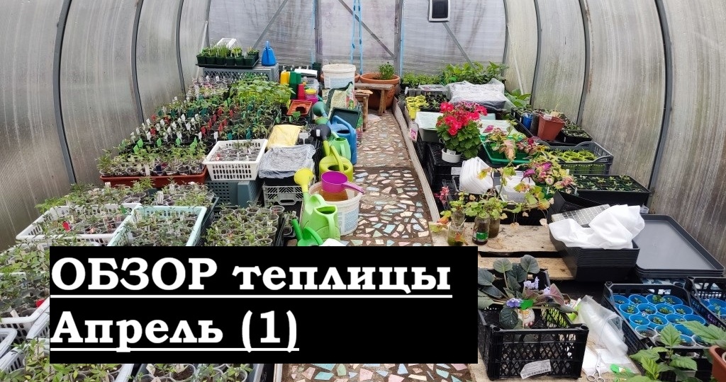 Большой обзор рассадной теплицы в апреле (1): Показываю и раскрываю секреты