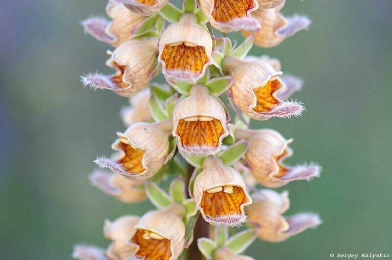 Наперстянка ржавая