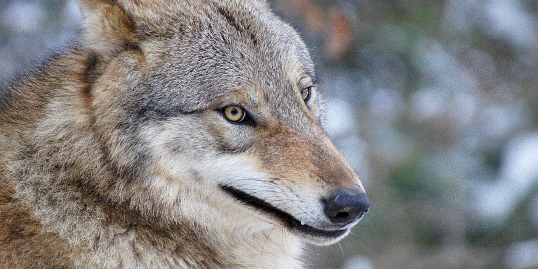 Ошибка выжившего: что скрыто за новостями о стычках с волками