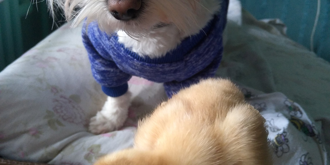 Знакомьтесь наше куролевство