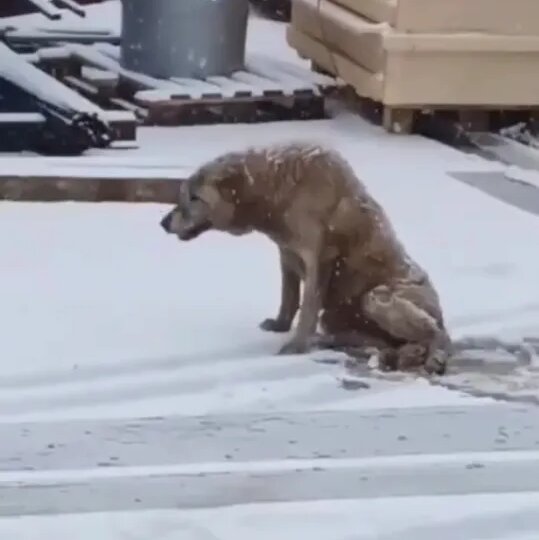 В Набережных Челнах сбили собаку, которую хотел спасти приют: теперь её ищут волонтёры