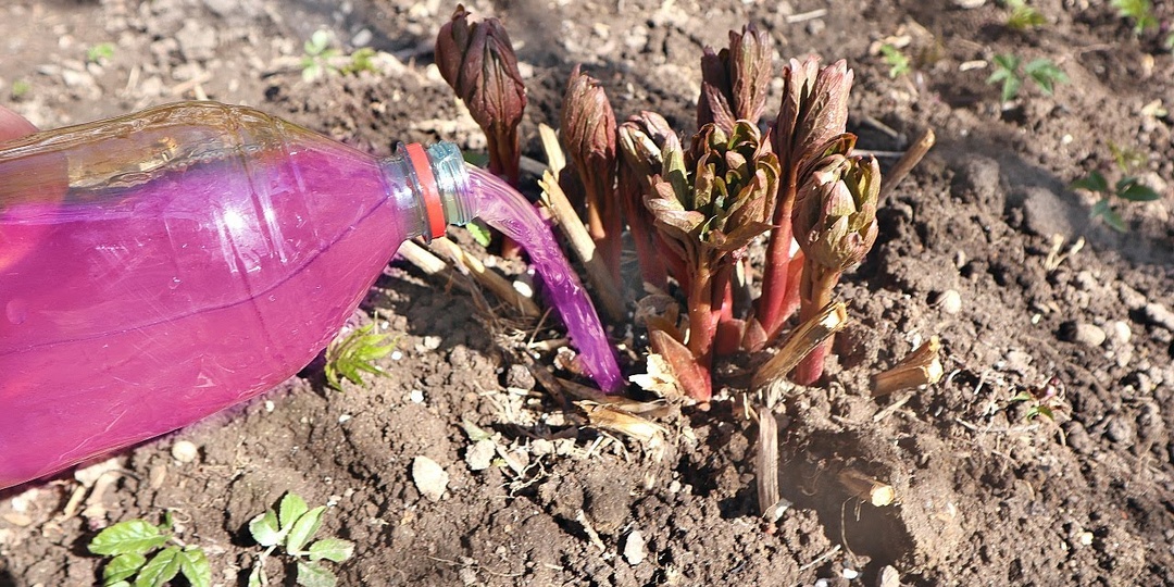 Пионы в середине апреля - что с ними можно сделать сейчас