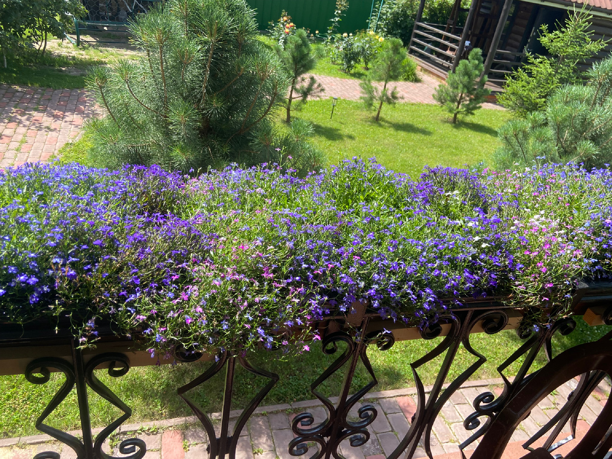 Моя лобелия прошлый год