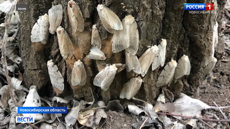 Новосибирские специалисты оценили риски заражения лесов непарным шелкопрядом