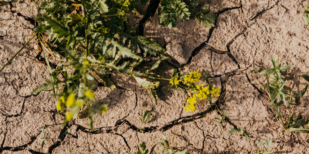 На грани катастрофы: юг России превращается в пустыню