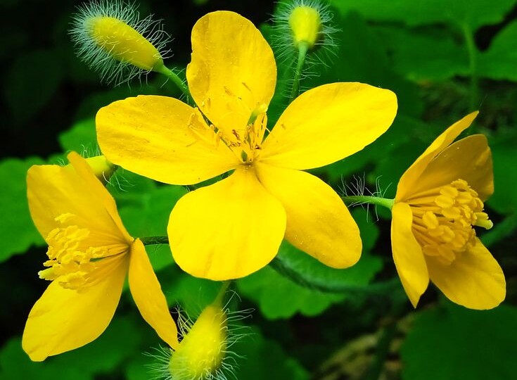 Его величество – чистотел: как он выручает любого дачника и почему его ценят