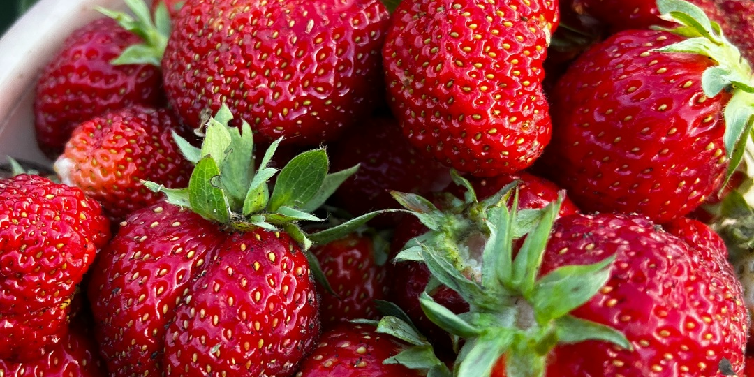 ОБРАБОТКА КЛУБНИКИ «АПТЕЧНЫМ КОКТЕЙЛЕМ»: ЗАЩИТА + ПИТАНИЕ В ОДНОМ ФЛАКОНЕ