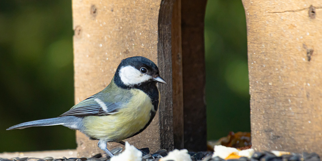 Фотоохота в Питере мимоходом. Большая синица