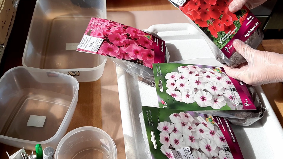 Хранить флоксы (и любые другие растения, купленные в марте-апреле) в холодильнике до посадки не рекомендую, уж очень большая вероятность погубить растение.