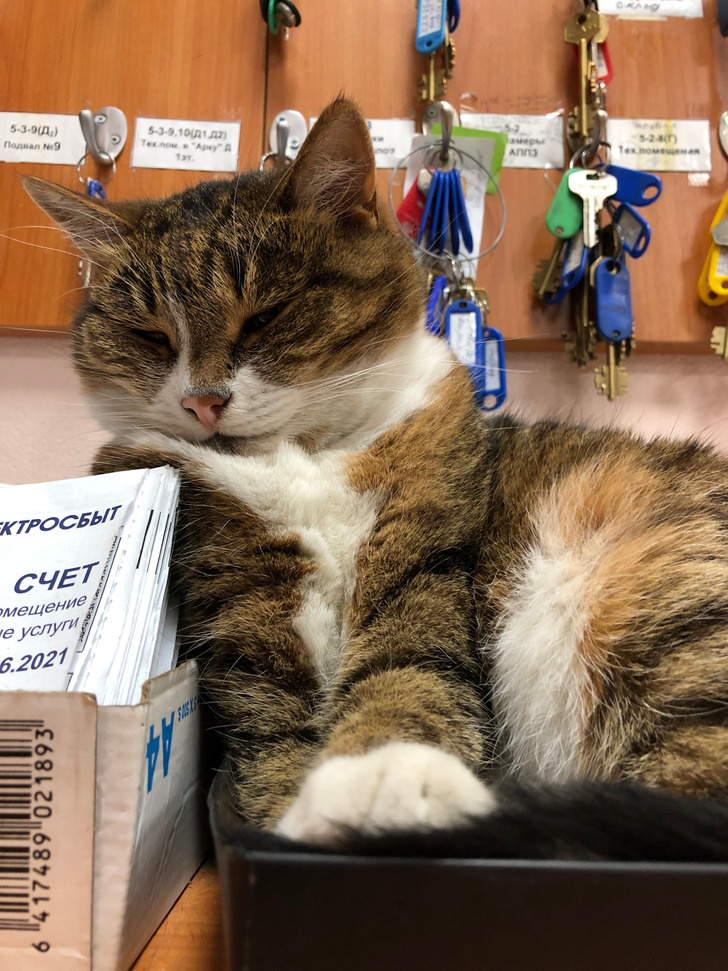 © Forceup22 / Pikabu