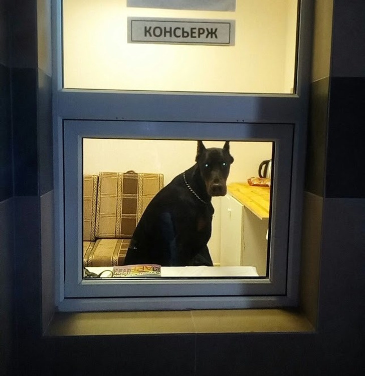 © gramafon / Pikabu