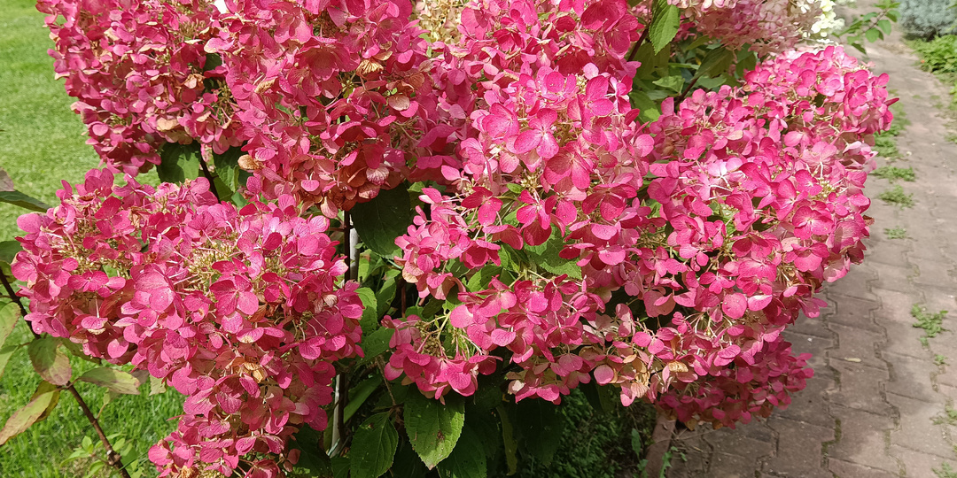 КАК ОБРЕЗАТЬ МЕТЕЛЬЧАТУЮ ГОРТЕНЗИЮ, ЧТОБЫ ПОЛУЧИТЬ ОБИЛЬНОЕ ЦВЕТЕНИЕ И ЧЕРЕНКИ ДЛЯ УКОРЕНЕНИЯ