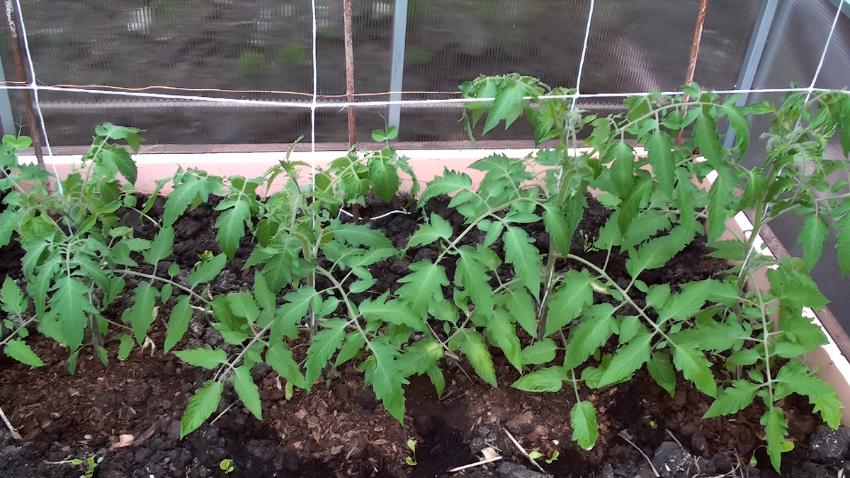 Когда и как высаживать рассаду томатов в теплицу и открытый грунт в 2026 году по лунному календарю. Подберите СРОКИ ДЛЯ СВОЕГО РЕГИОНА. Фото автора