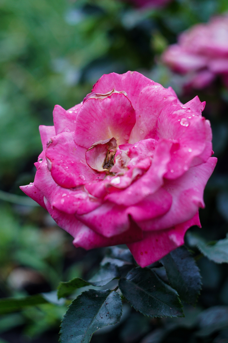 Роза. Авторские фотографии Андрей Батуркин.