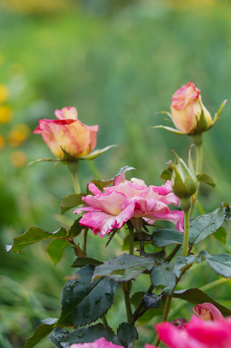 Роза. Авторские фотографии Андрей Батуркин.