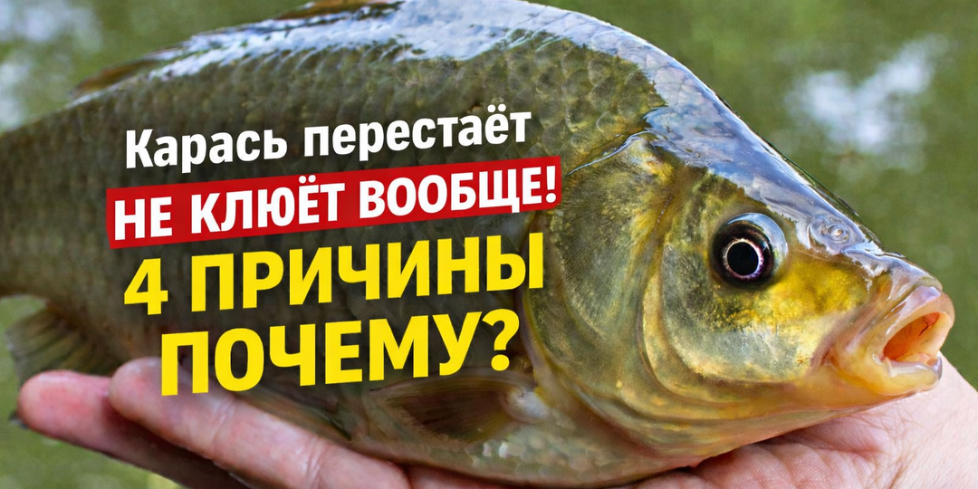 Почему карась перестал клевать в мае — проверил 4 причины, сработала одна.