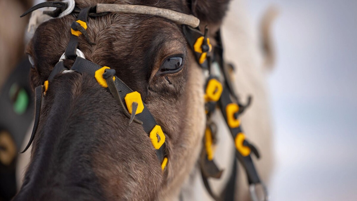    Фото: Сергей Зубков/«Ямал-Медиа»
