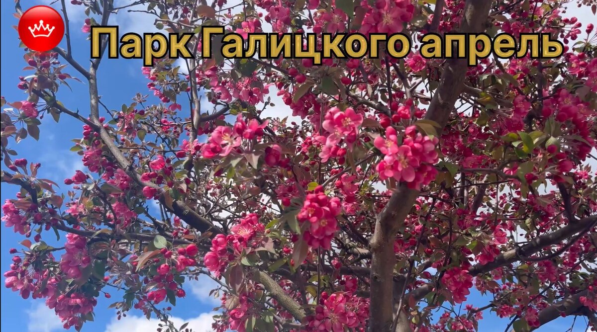 Яблоня замечательная