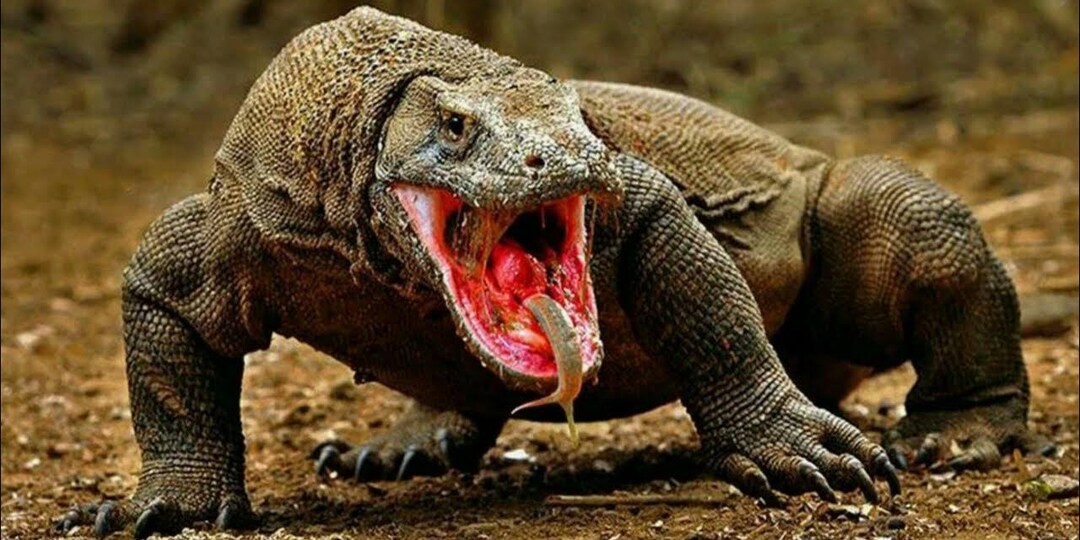 «Драконы» острова Комодо