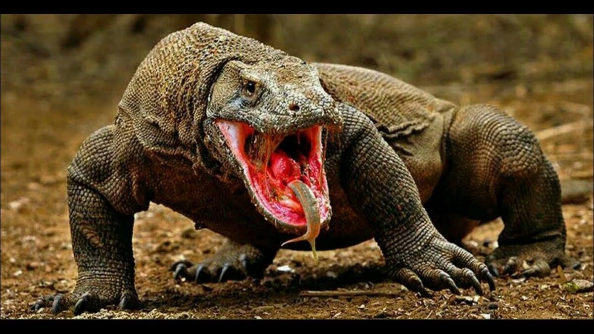 Дракон (из открытых источников)