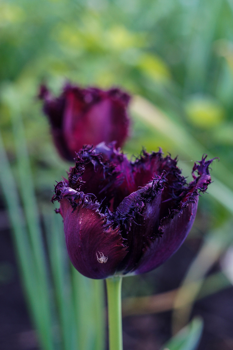 Тюльпан. Автор Андрей Батуркин.