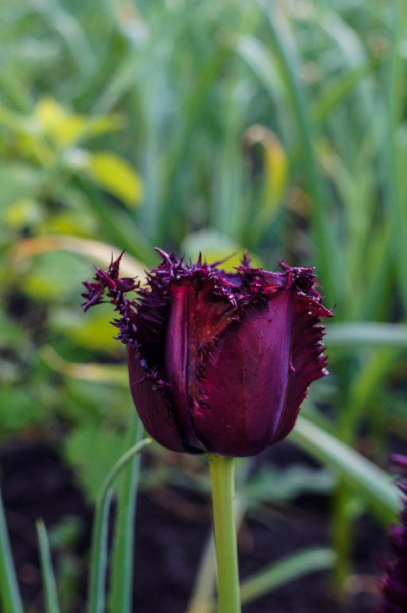 Тюльпан. Автор Андрей Батуркин.