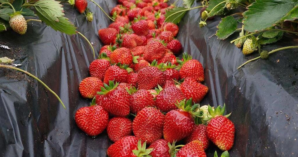 Эта ошибка весной отбирает у вас 70 % урожая клубники — и 90 % дачников её допускают