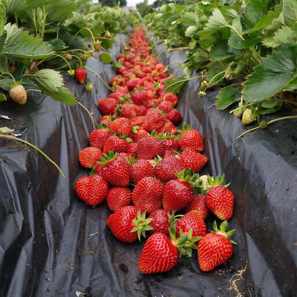 Сорт «Альба» — ранний, урожайный, с крупными ярко‑красными ягодами. Отлично подходит для средней полосы. Иллюстрация автора.