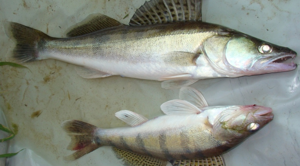 Как отличить судака от берша?