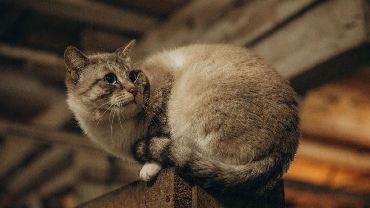    Фото: Фаина Кабулова/«Ямал-Медиа»