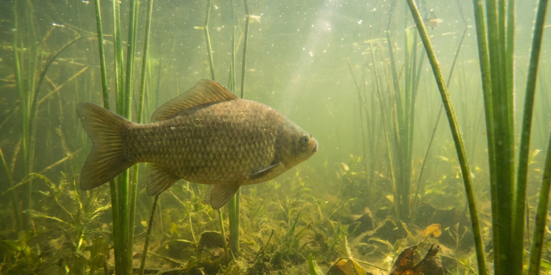 Никакой манки и червя: на что ловить карася, когда он просто стоит в камышах и молчит