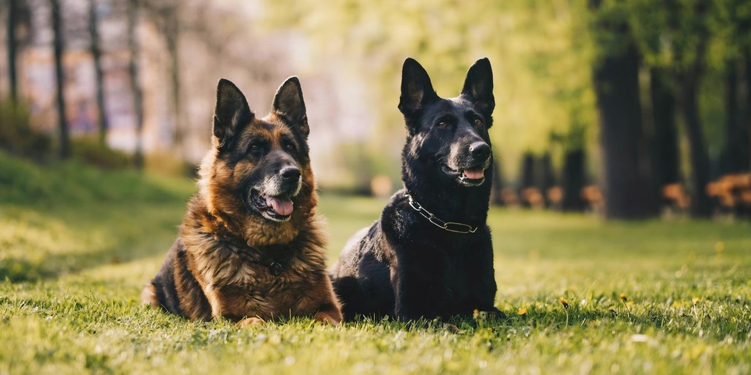 История двух овчарок: в Дмитрове ищут хозяина собак-путешественниц