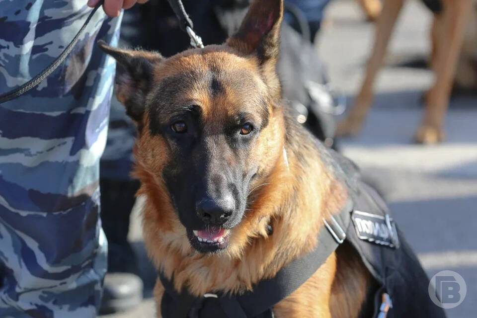    Фото: Дмитрий Рогулин / "Городские вести"