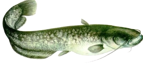 Сом Солдатова. Взято из открытых источников.