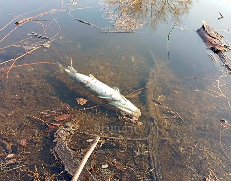 Фото Людмилы Денисовой