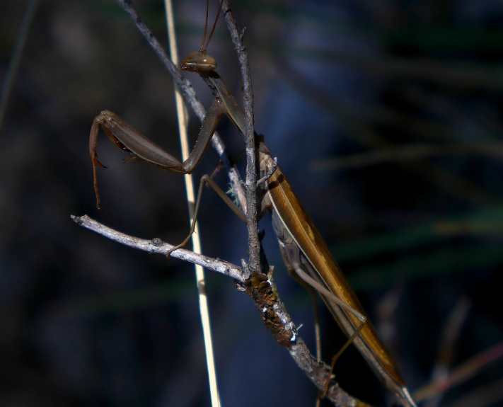 Обыкновенные богомолы могут быть самых разных цветов: от зелёных до жёлтых и чёрных.  Причём насекомые не дураки и используют свою маскировку с умом. Зелёные прячутся на свежей зелени, жёлтые — на жухлой, а коричневые и чёрные — на коре деревьев.