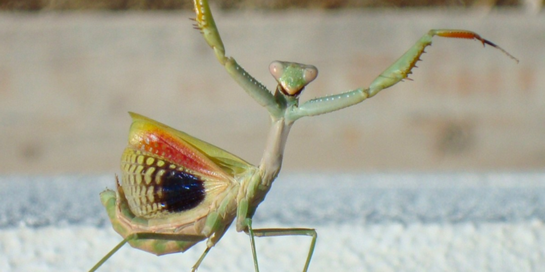 Обыкновенный богомол: Почему он лучший среди всех остальных богомолов?