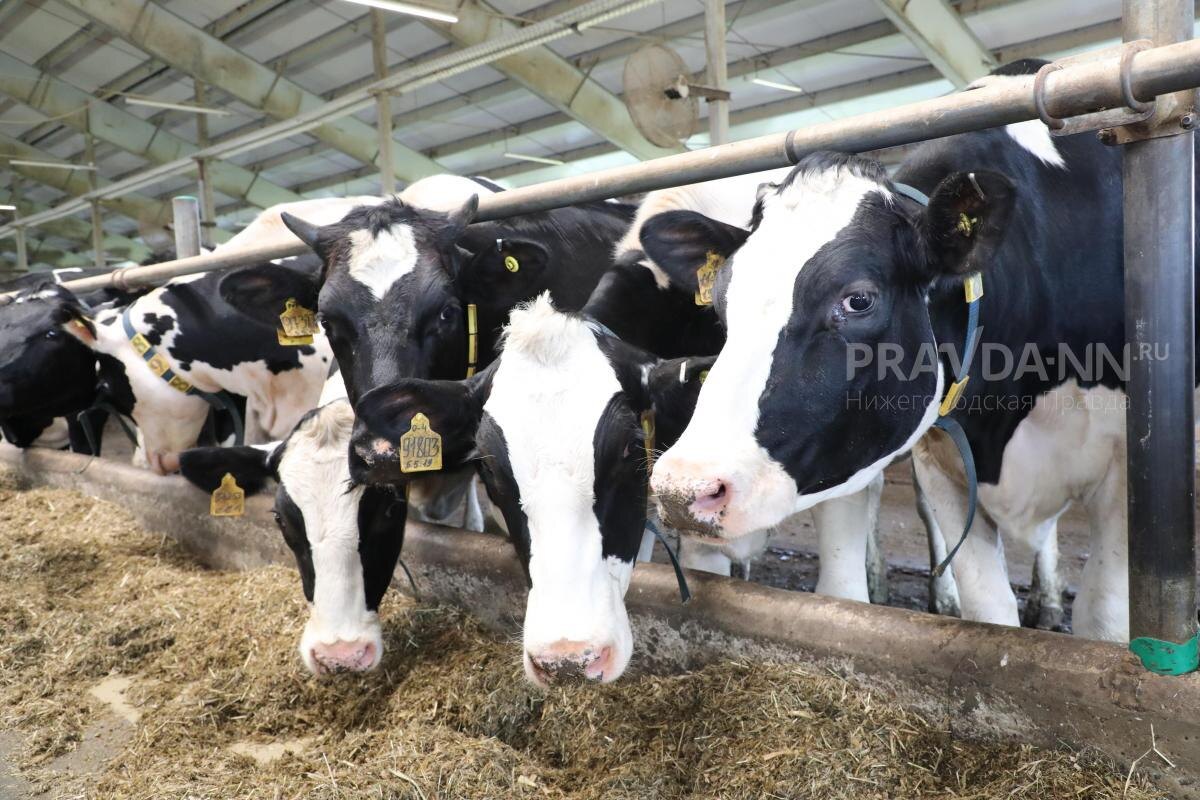    Нижегородская область оказалась на 11‑м месте по производству молока среди российских регионов