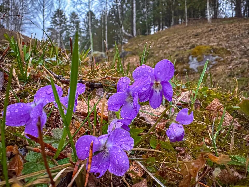    Viola altaica. Источник: Роман и Татьяна Воробьёвы