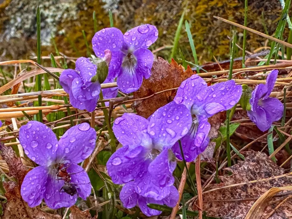    Viola altaica. Источник: Роман и Татьяна Воробьёвы