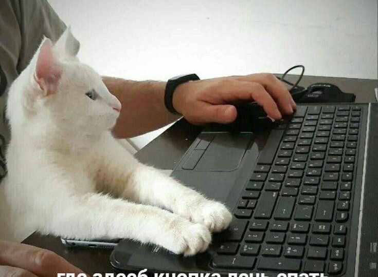 Котомемы для веселого настроения