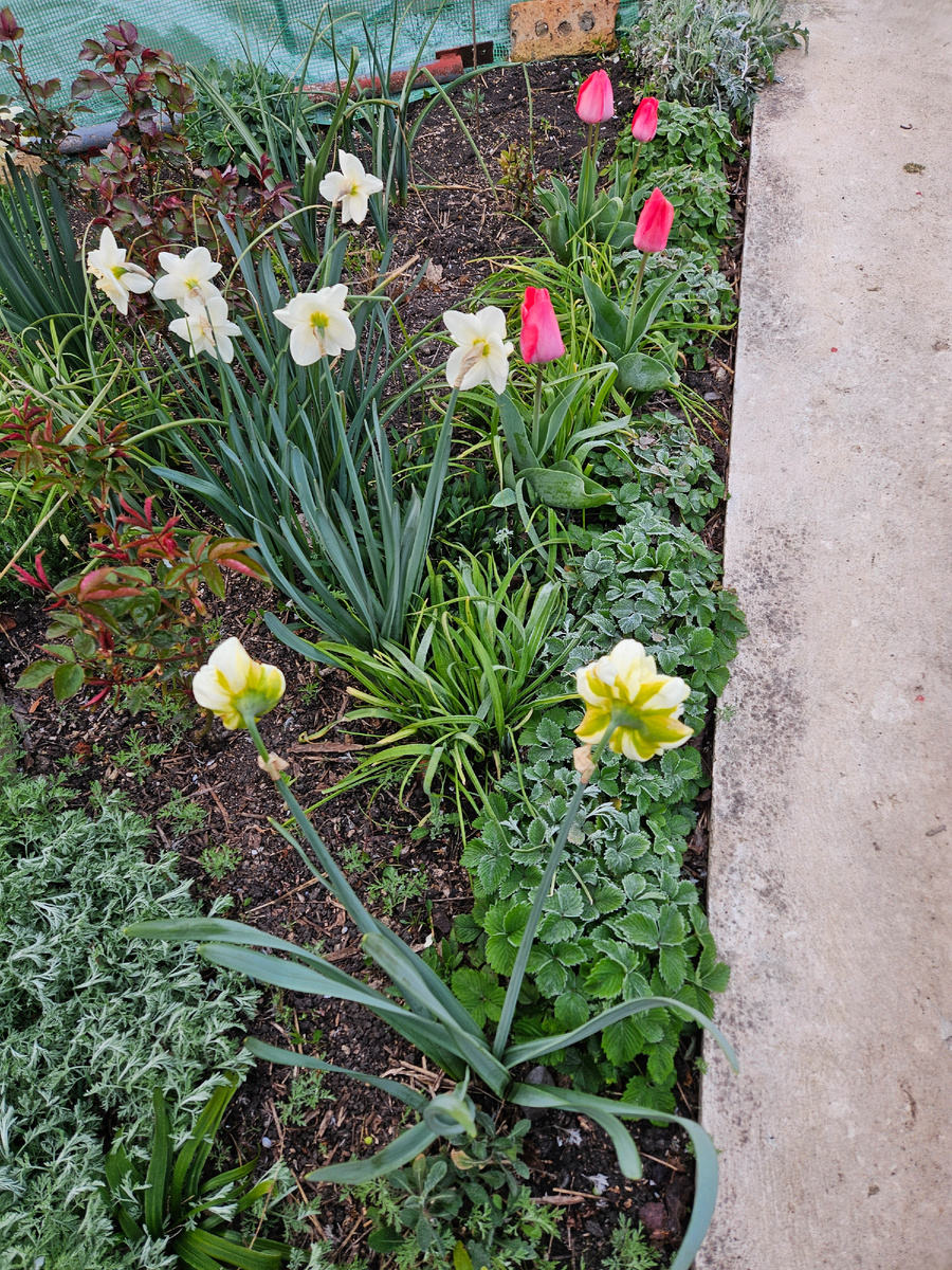Земляника и полынь в инее