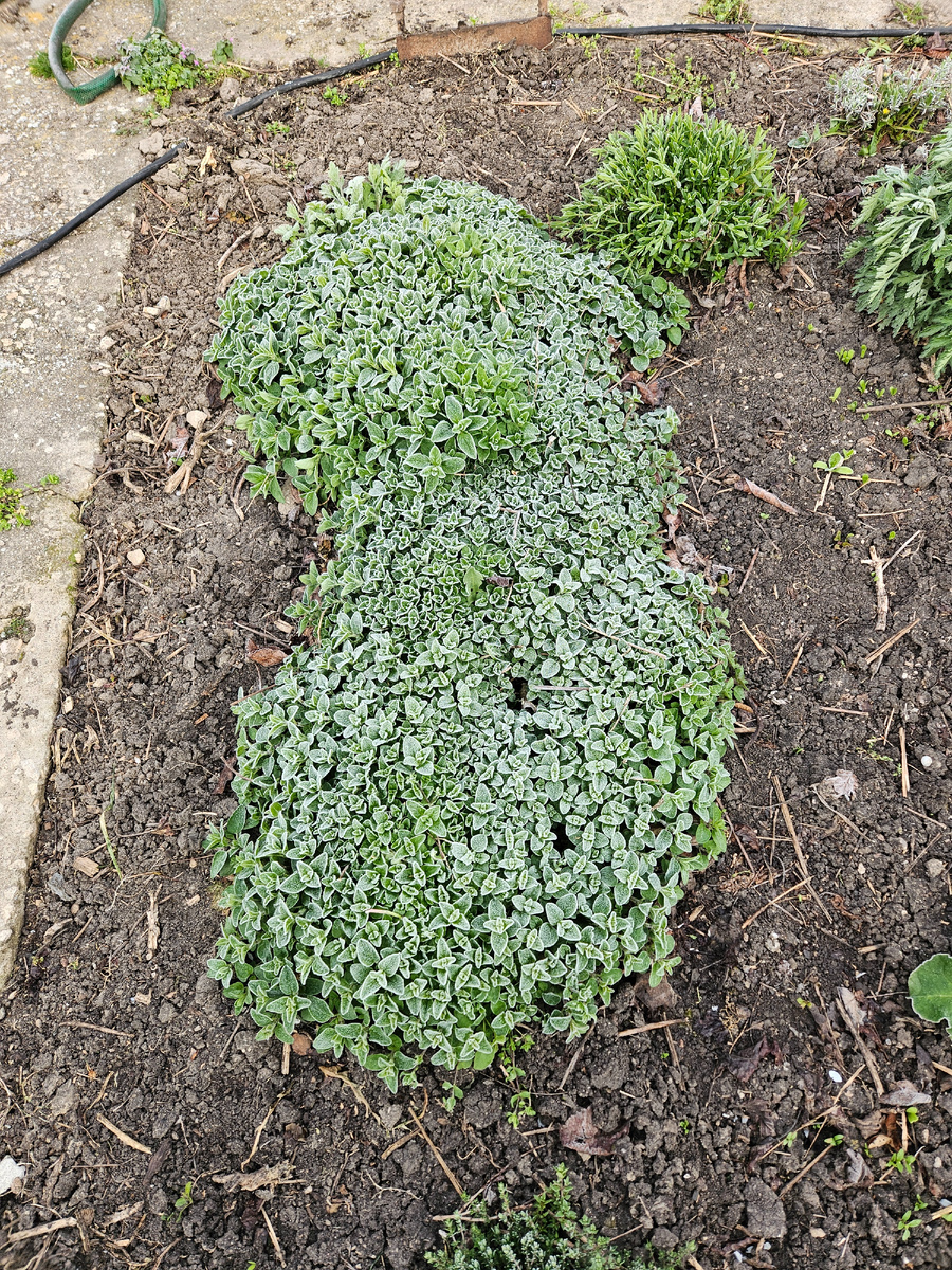 Душица в инее