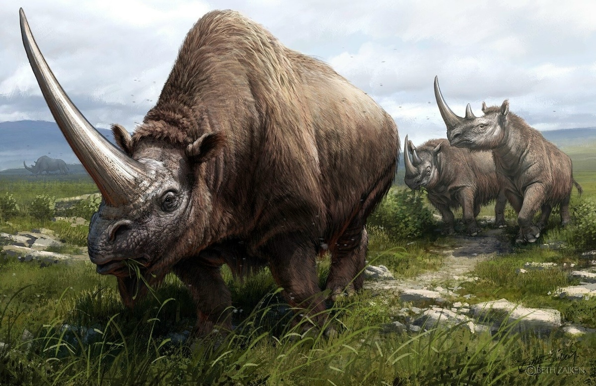 Elasmotherium sibiricum и рядом сзади два носорога Мерка (Stephanorhinus kirchbergensis).
На заднем плане шерстистый носорог (Coelodonta antiquitatis).