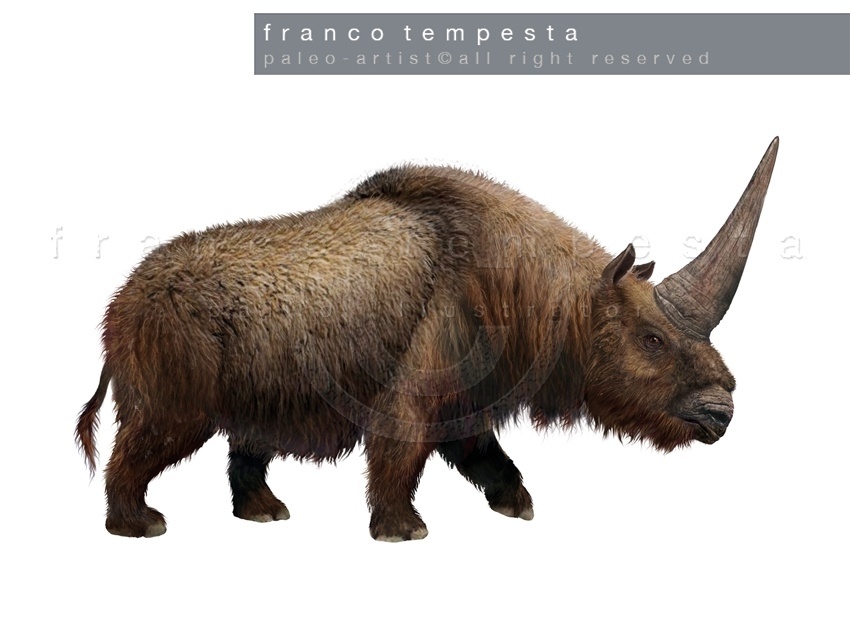 Elasmotherium Caucasicum