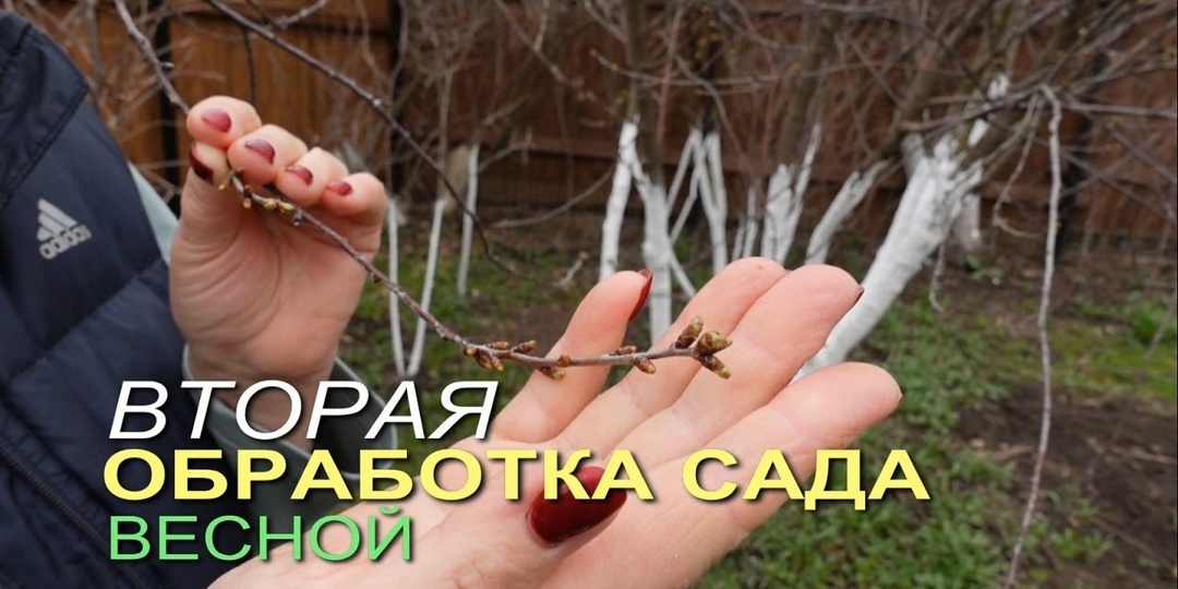 Как и чем обработать сад в фазе «зеленый конус»