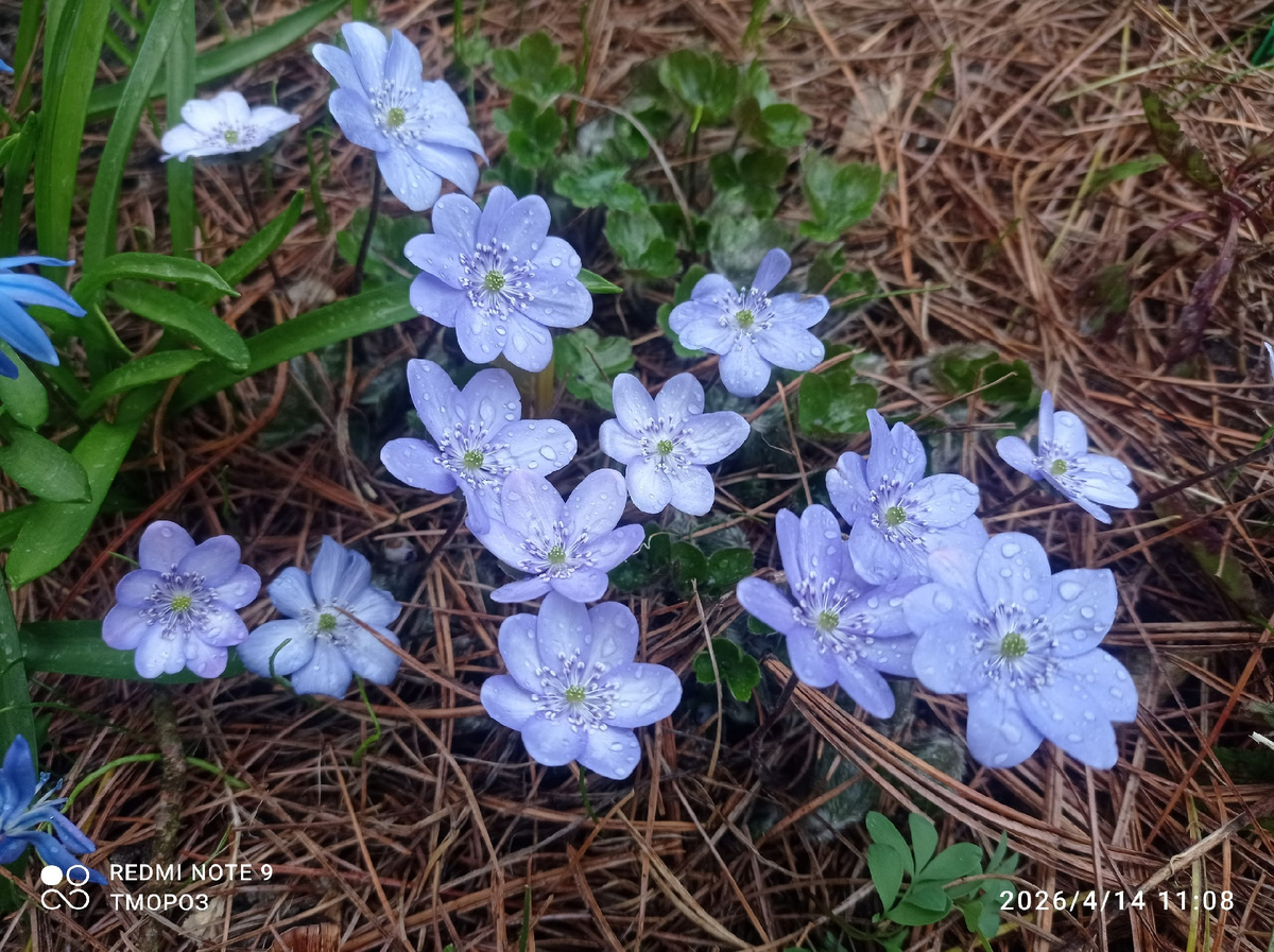 печеночница трансильванская
